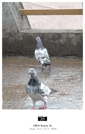 કબૂતર વેચવાના છે