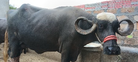 ભેંસ વેચવાની છે