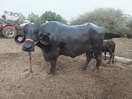 ભેંસ વેચવાની છે