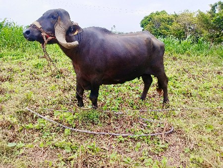 જાફરાબાદી ભેંસ... jafrabadi
