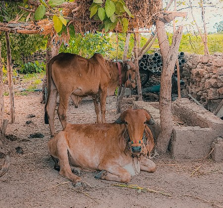 વાછડા વેચવાના છે