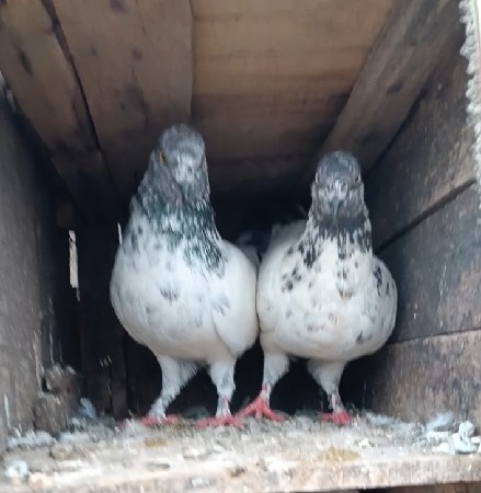 પોરબંદર જિલ્લો