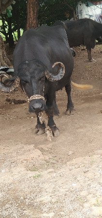 ભેંસ વેચવાની છે