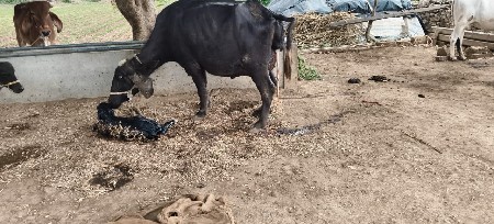 ભેંસ વેચવાની છે