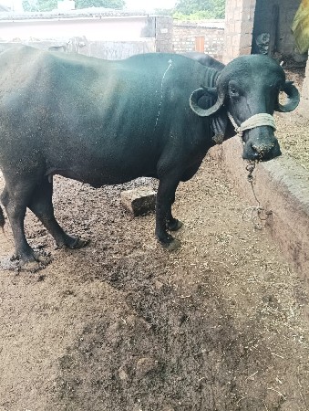 ભેંસ વેચવાની  છે