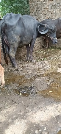 ખડેલી વેસવાની છે