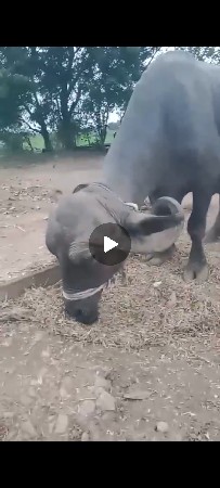 ભેંસ વેચવાની છે