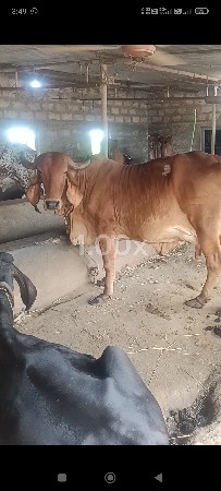 યોરીજલ ગીર ગાય વેચવાની સે