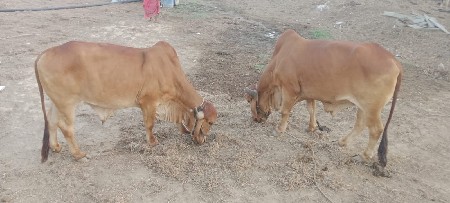 ગોધલા વેચવાના છે