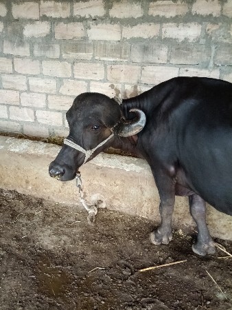 બે ભેંશુ વેચવા ની છે