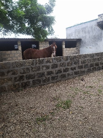 વચેરી વેચવાની કોલીખડા પોરબંદર