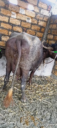 7. 7. લીટર. દુધ હાલ