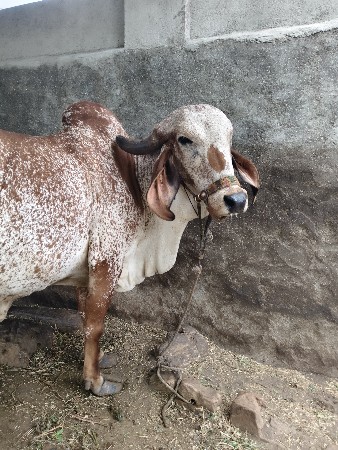 gay vechvani chhe