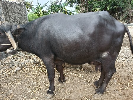 12  દિવસ ની  કાચી છે