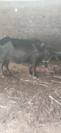ભેંસ વેચવાની છે