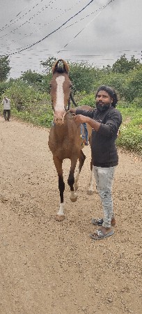 વસેરી