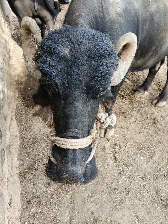 ભેંસ વેચવાની છે