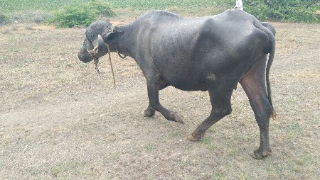 ૧ વેતરમા