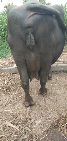 આ ભેંસ વેચવાની છે.