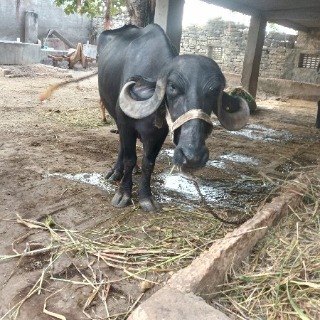 ખળેલી વેસવાની    સે