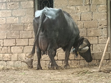 ભેંસ વેચવાણી છે