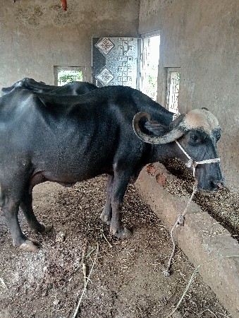 ભેંસ વેચવાની છે