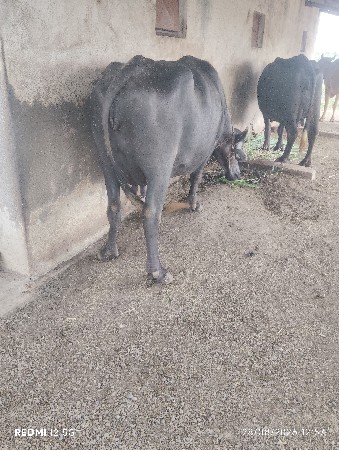 બીજું વેધર