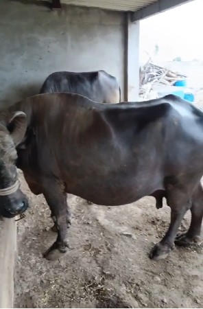 દોઢ મહિના ની કાચી