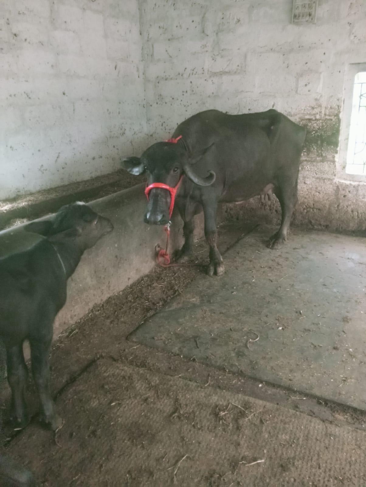 ખડેલી વેચવાની છે