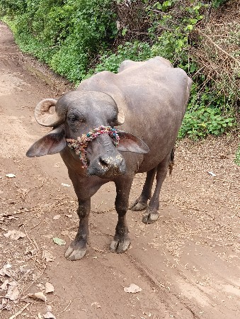 ભેશ