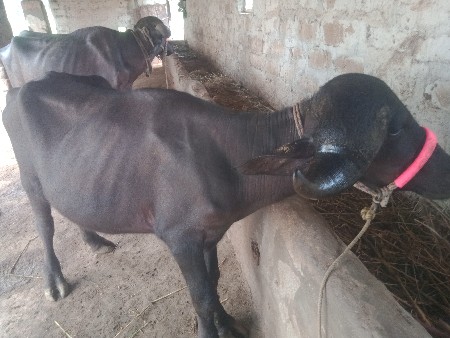 જાફરાબાદી પાડી