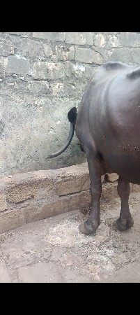 ભેંસ વેચવાની છે