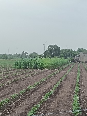 મોટા બળદ મફત કોઈને દેવા હોય તો કેજ