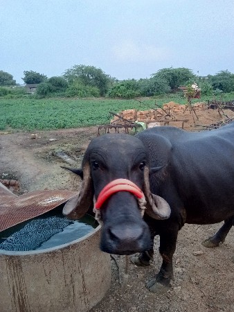 ખડેલિ