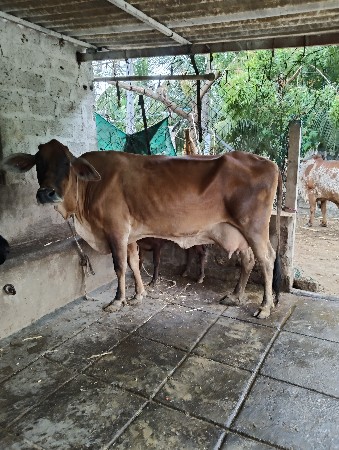 ગાય વેચવાની છે