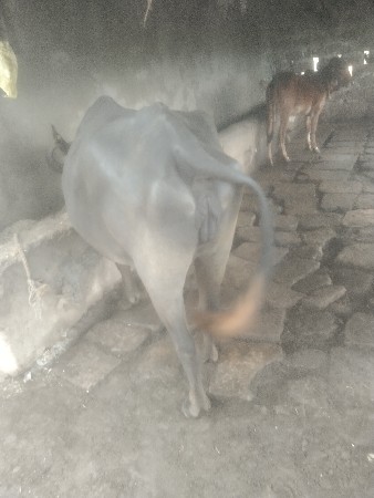 ભેંસ વેચવાની છે