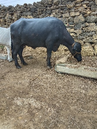ભેંસ વેચવાની છે