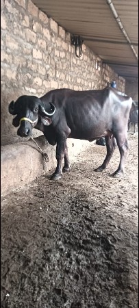 પેલું વેતર છે
