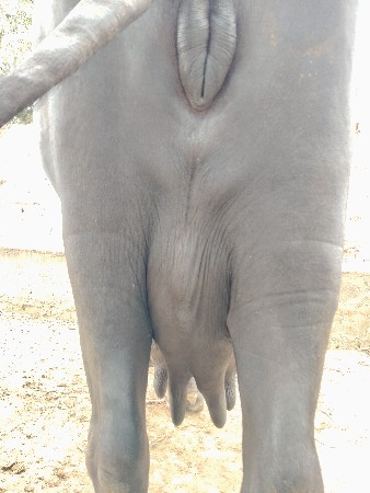 2 વેતર વીયાસે