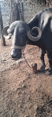 જાફરી ભેસ