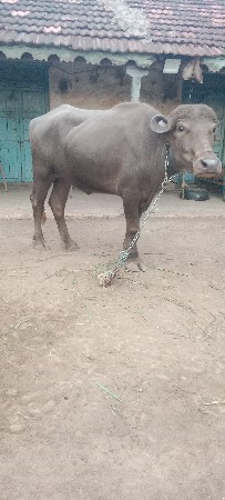 ખડેલા વેસવાના છે