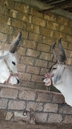 ગોધલા વેચવા છે