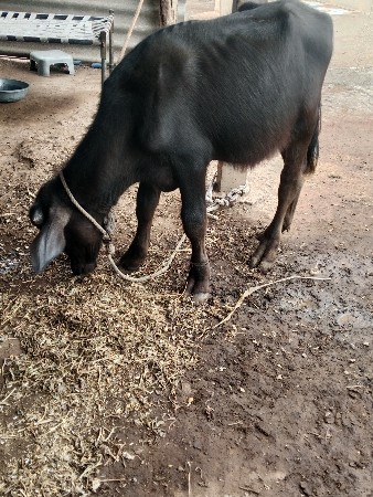 જાફરાબાદી પાડી વેચવાની છે