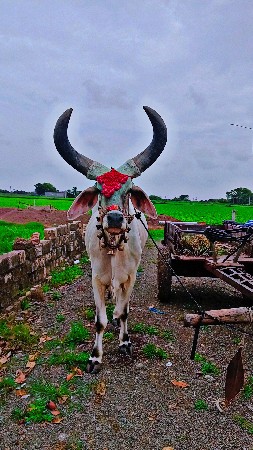 બળદ વેચવાના છે.