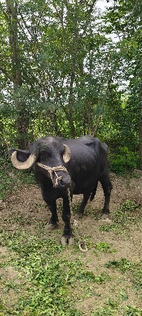 3 વેતર છે