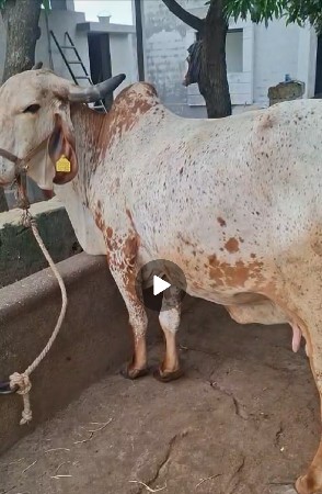 ગાય બીજુ વેતર