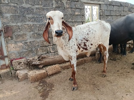 ગોપાલની વાછડી વેચવાની છે
