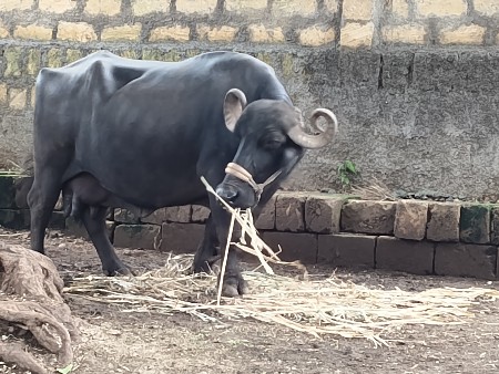 ભેંસ વેચવાની છે