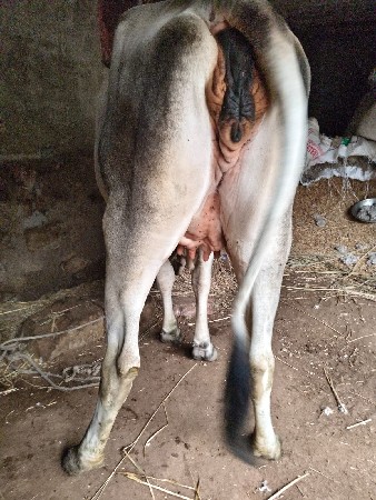આ ગાય વેચવાની છે