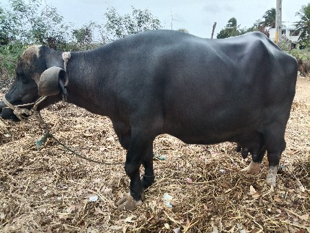 ભેંશ વેચવાની છે